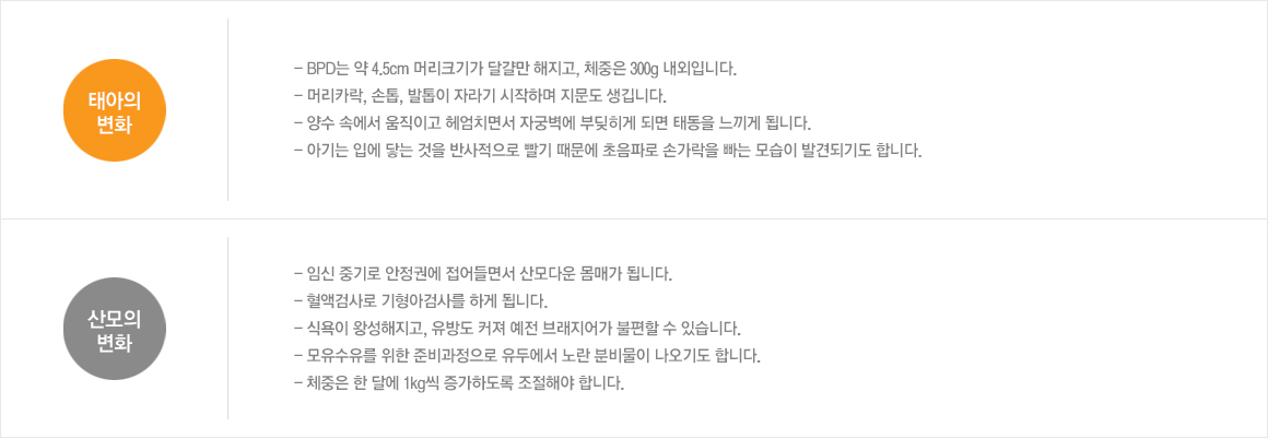 태아의변화:- BPD는 약 4.5cm 머리크기가 달걀만 해지고, 체중은 300g 내외입니다.- 머리카락, 손톱, 발톱이 자라기 시작하며 지문도 생깁니다.- 양수 속에서 움직이고 헤엄치면서 자궁벽에 부딪히게 되면 태동을 느끼게 됩니다.- 아기는 입에 닿는 것을 반사적으로 빨기 때문에 초음파로 손가락을 빠는 모습이 발견되기도 합니다. / 산모의변화:- 임신 중기로 안정권에 접어들면서 산모다운 몸매가 됩니다.- 혈액검사로 기형아검사를 하게 됩니다. - 식욕이 왕성해지고, 유방도 커져 예전 브래지어가 불편할 수 있습니다.- 모유수유를 위한 준비과정으로 유두에서 노란 분비물이 나오기도 합니다.- 체중은 한 달에 1kg씩 증가하도록 조절해야 합니다. 